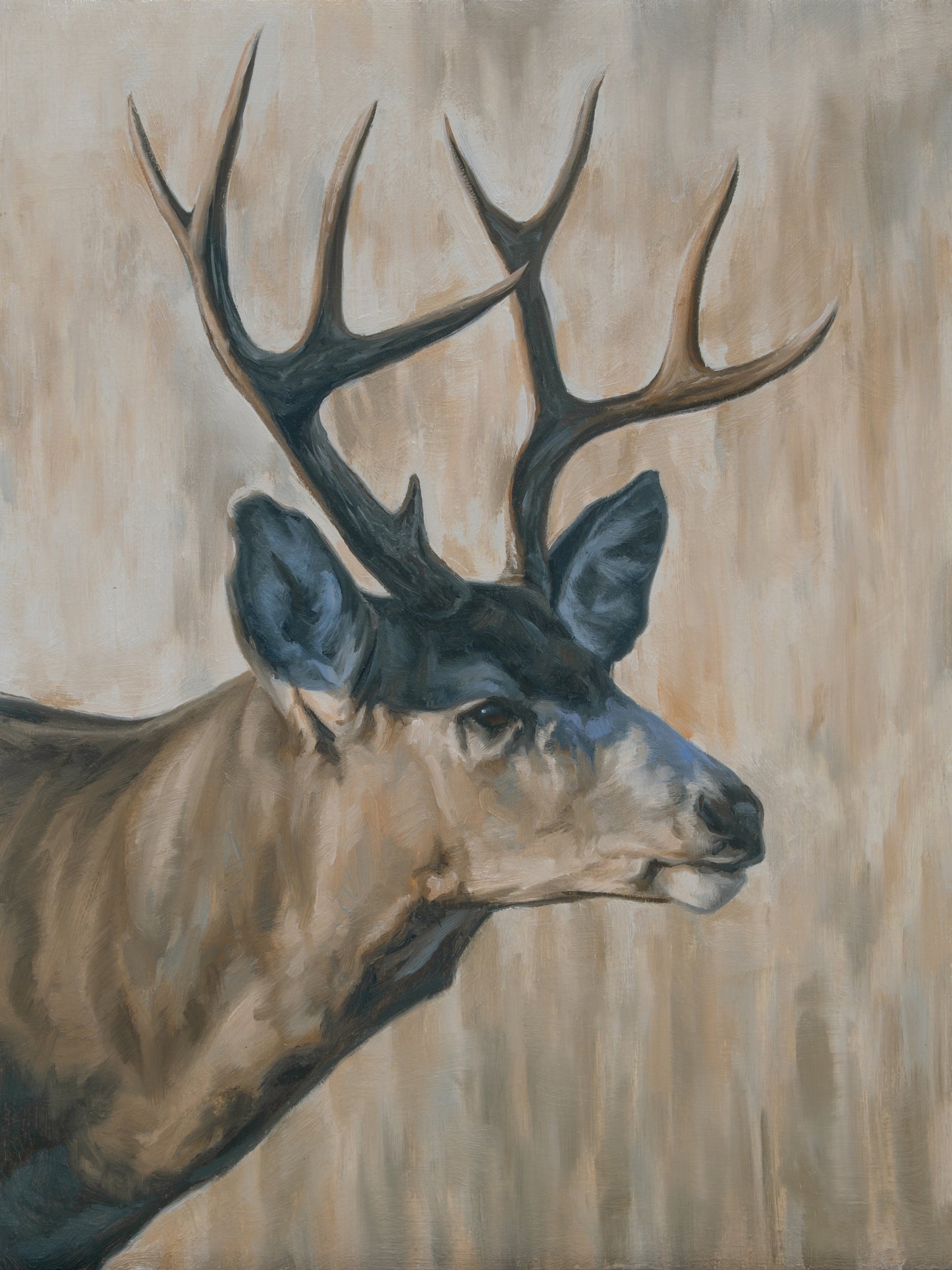 Portrait of a Mule Deer Buck