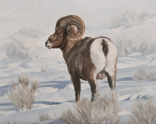 Miller's Bighorn