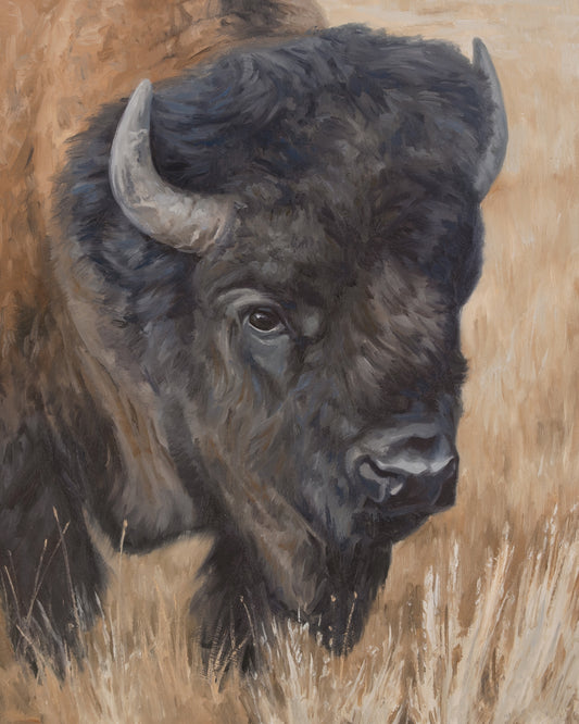 Portrait of a Bull Bison