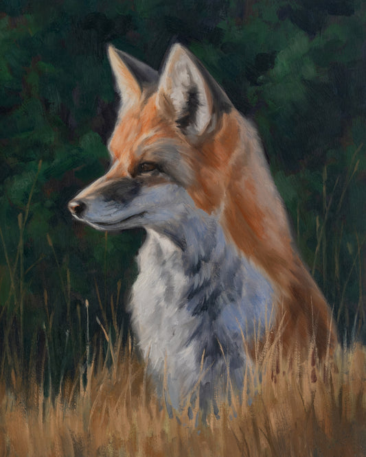 Portrait of a Red Fox