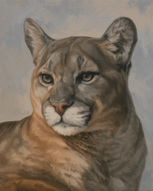 Portrait of a Mountain Lion