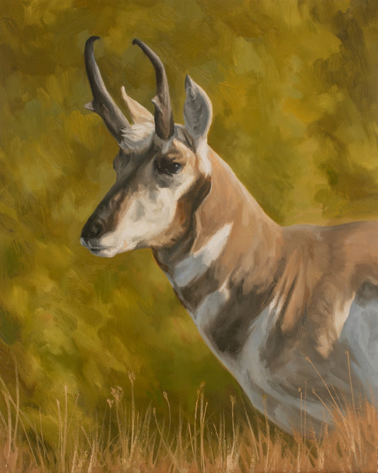 Portrait of a Pronghorn