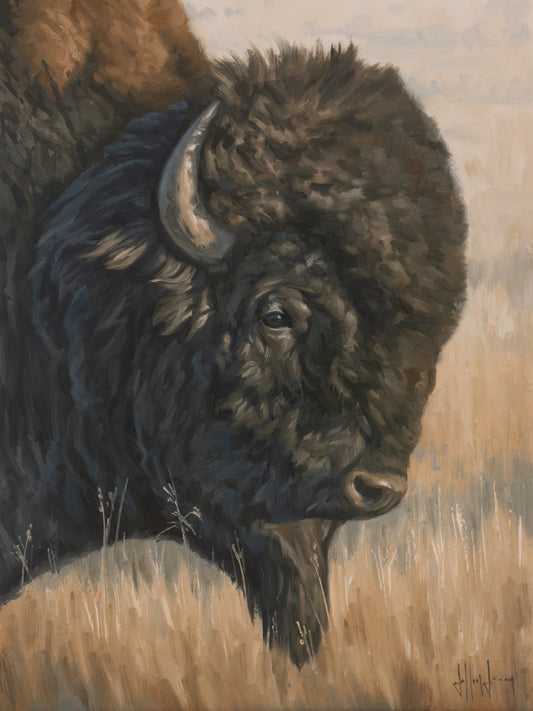 Portrait of a Bison in Summer