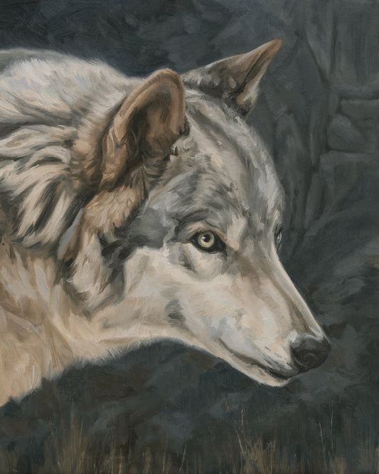 Portrait of a Gray Wolf